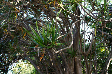 beautiful green background with exotic plants in the garden