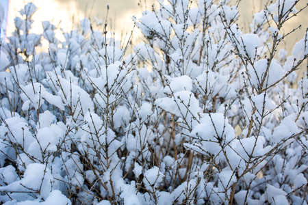 beautiful winter background with thin snow-covered tree branches close-upの写真素材