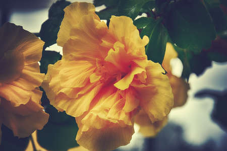 beautiful yellow hibiscus flower on the bush among green leaves close-up