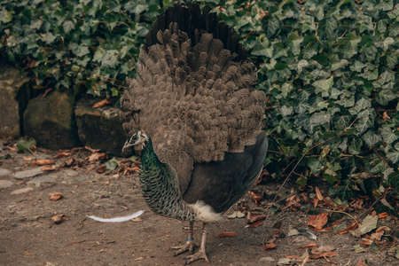 beautiful colorful peacock bird in the park on a cold day outdoors