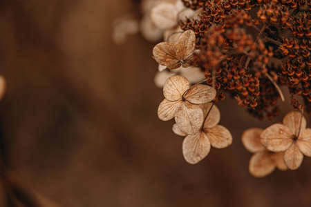 Beautiful brown withered ornamental flowers in the garden on a cool autumn day