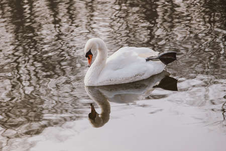 beautiful white swan bird floating on dark waterの写真素材