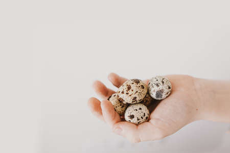beautiful little quail eggs on a child's hand in close-upの写真素材