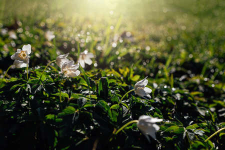 beautiful delicate white anemones among green leaves on a warm spring day in the forest