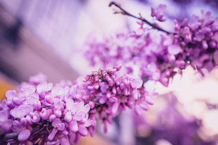 close-up beautiful violet blooming Jacaranda tree on a warm spring day in Spainの写真素材