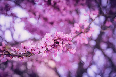 close-up beautiful violet blooming Jacaranda tree on a warm spring day in Spain