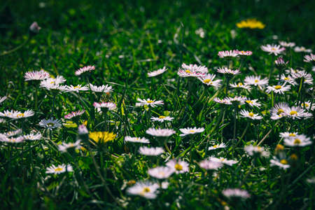 beautiful white daisies on a green meadow on a warm spring day close-up backgroundの写真素材