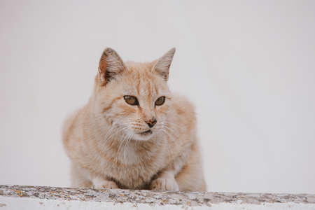 beautiful adult cat on a light background of a brick house outsideの写真素材