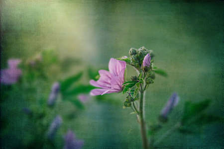 beautiful wild purple wild mallow flower on green meadow on spring day in close-upの写真素材