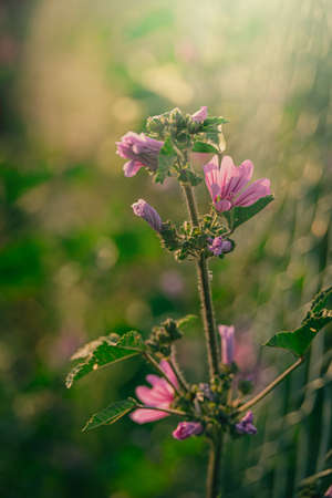 beautiful wild purple wild mallow flower on green meadow on spring day in close-upの写真素材