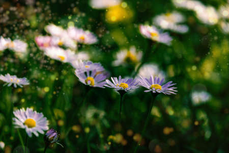 beautiful white daisies on a green meadow on a warm spring day close-up backgroundの写真素材