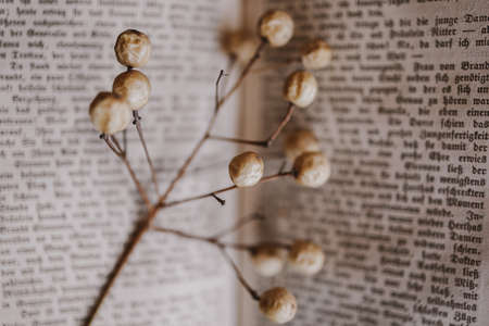 beautiful fruit of Melia on the background of the old book. Closeup. Background. vintage