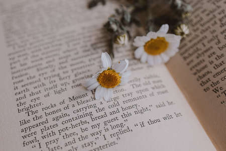 close-up beautiful little spring flower daisy chamomile on the background of the old bookの写真素材