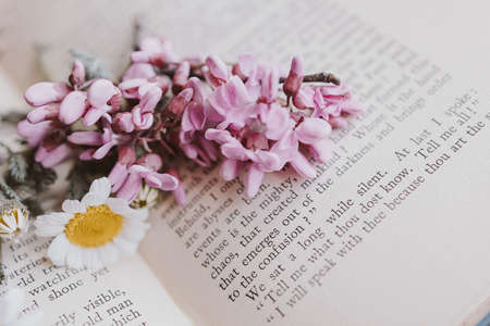 close-up beautiful little spring flower daisy chamomile on the background of the old book