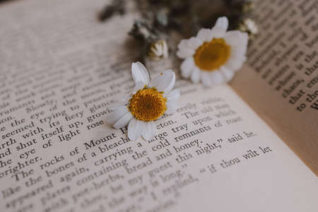 close-up beautiful little spring flower daisy chamomile on the background of the old bookの写真素材