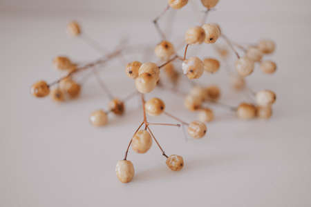 interesting original exotic autumn tree seeds on a light backgroundの写真素材