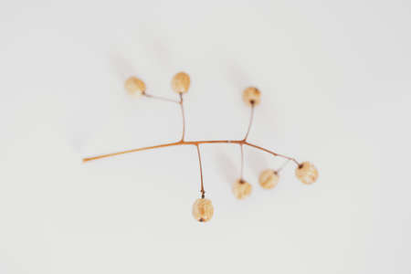 interesting original exotic autumn tree seeds on a light backgroundの写真素材
