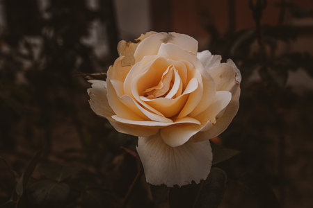 beautiful delicate spring flower rose close-up in a sunny gardenの写真素材