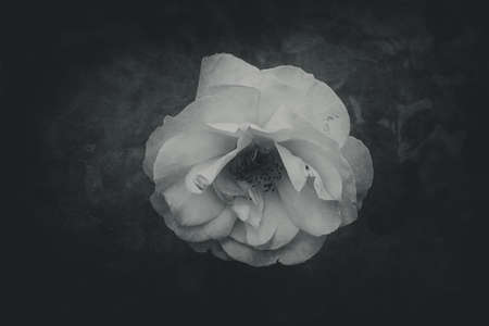 beautiful delicate spring flower rose close-up in a sunny gardenの写真素材