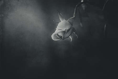 beautiful delicate spring flower rose close-up in a sunny gardenの写真素材