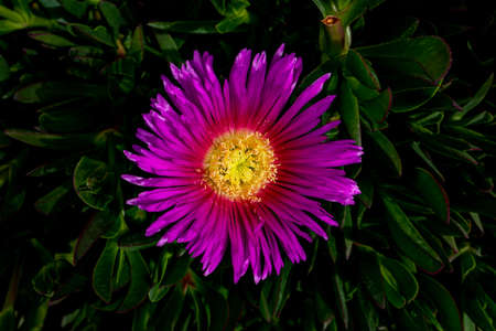 beautiful spring delicate purple flower ice plant among green leaves close-up forming the backgroundの写真素材