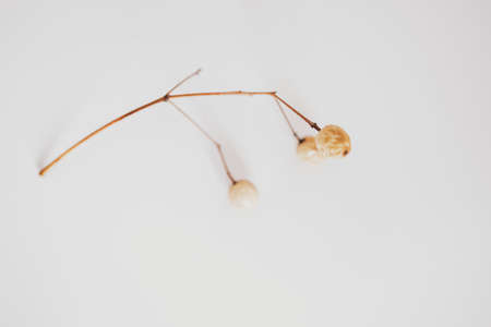 interesting original exotic autumn tree seeds on a light backgroundの写真素材