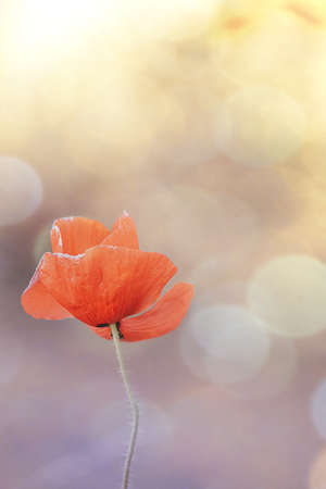 close-up beautiful red poppy in a spring meadow on a pastel backgroundの写真素材