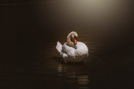 beautiful white swan bird on the water in sunshineの写真素材