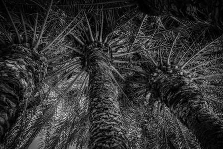 beautiful natural background exotic green palm leaves and trunkの写真素材