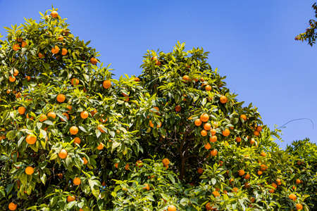 a beautiful manaryn tree with orange fruits against the background of herb leavesの写真素材