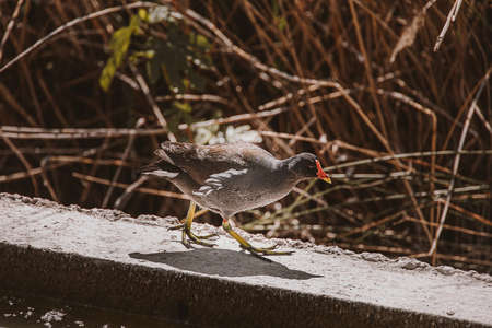 beautiful black bird on a background of brown reeds on a sunny day in prakuの写真素材