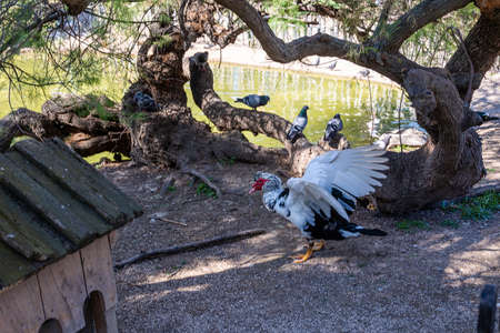 beautiful black and white duck on a green background in warm sunshine in the parkの写真素材