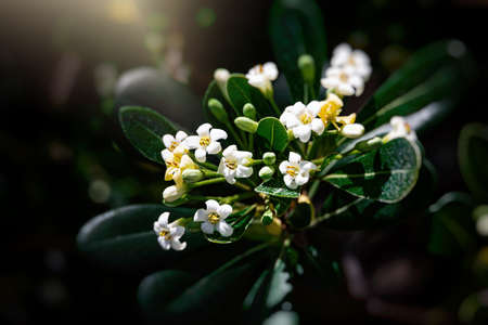 beautiful white flower of a bush close-up against a background of green leaves in sunshine spring day in the parkの写真素材