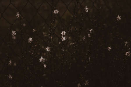 Beautiful summer white field flower in the rays of the sun on the lawnの写真素材