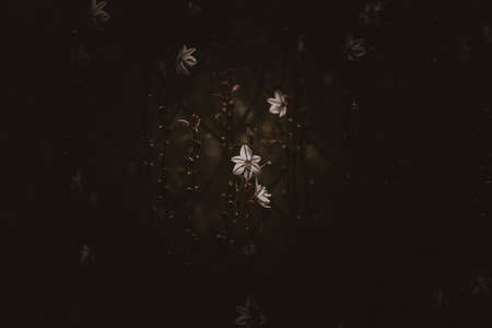 Beautiful summer white field flower in the rays of the sun on the lawnの写真素材