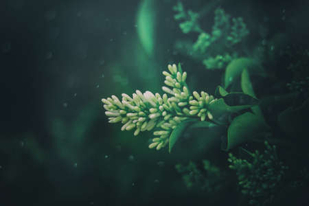 beautiful white flower of a bush close-up against a background of green leaves in sunshine spring day in the parkの写真素材
