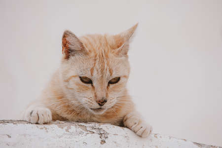 beautiful portrait of a red cat on a light building backgroundの写真素材