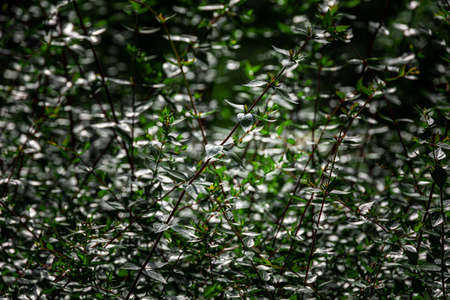 beautiful green bush in the sun creating an interesting summer abstract background