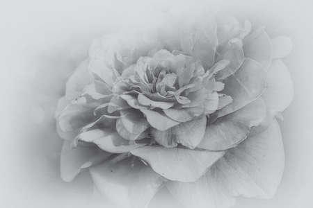 beautiful delicate rose flower close-up in the garden in the sunshineの写真素材