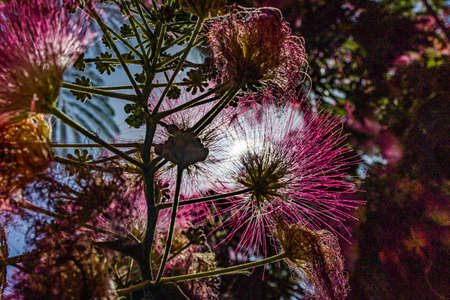 beautiful delicate Albizia Julibrissin tree on a warm sunny summer day in close-upの写真素材