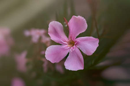 beautiful pink flower on a green background of the bush on a warm summer day