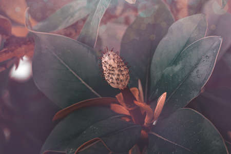 beautiful white magnolia against the backdrop of green leaves on a tree on a warm rainy day