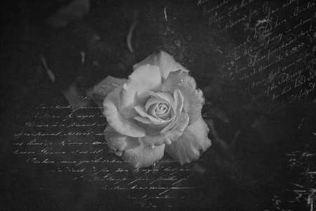 beautiful flower blossomed red rose close-upの写真素材