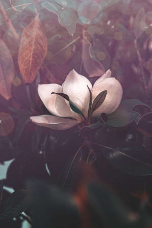 beautiful white magnolia against the backdrop of green leaves on a tree on a warm rainy dayの写真素材