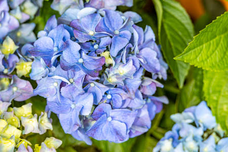 beautiful hydrangea in the garden on a summer day in closeup