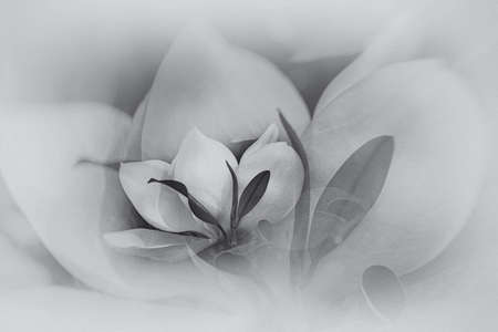 beautiful white magnolia against the backdrop of green leaves on a tree on a warm rainy day