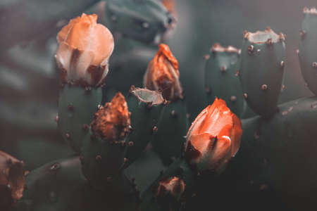 beautiful orange prickly pear cactus flower on a background of green in the gardenの写真素材