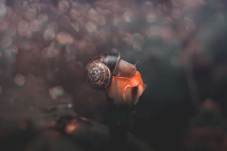 beautiful little snail on the orange flower of a prickly pear cactus in close-up