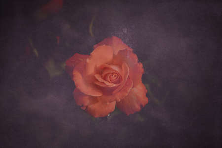 beautiful flower blossomed orange rose close-upの写真素材