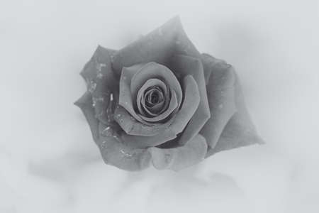 beautiful flower blossomed orange rose close-upの写真素材